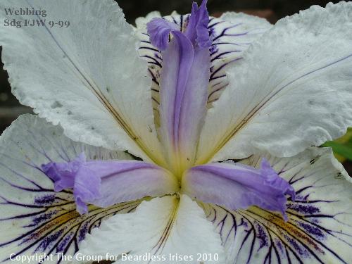 Webbing Sdg FJW 9-99 (1)